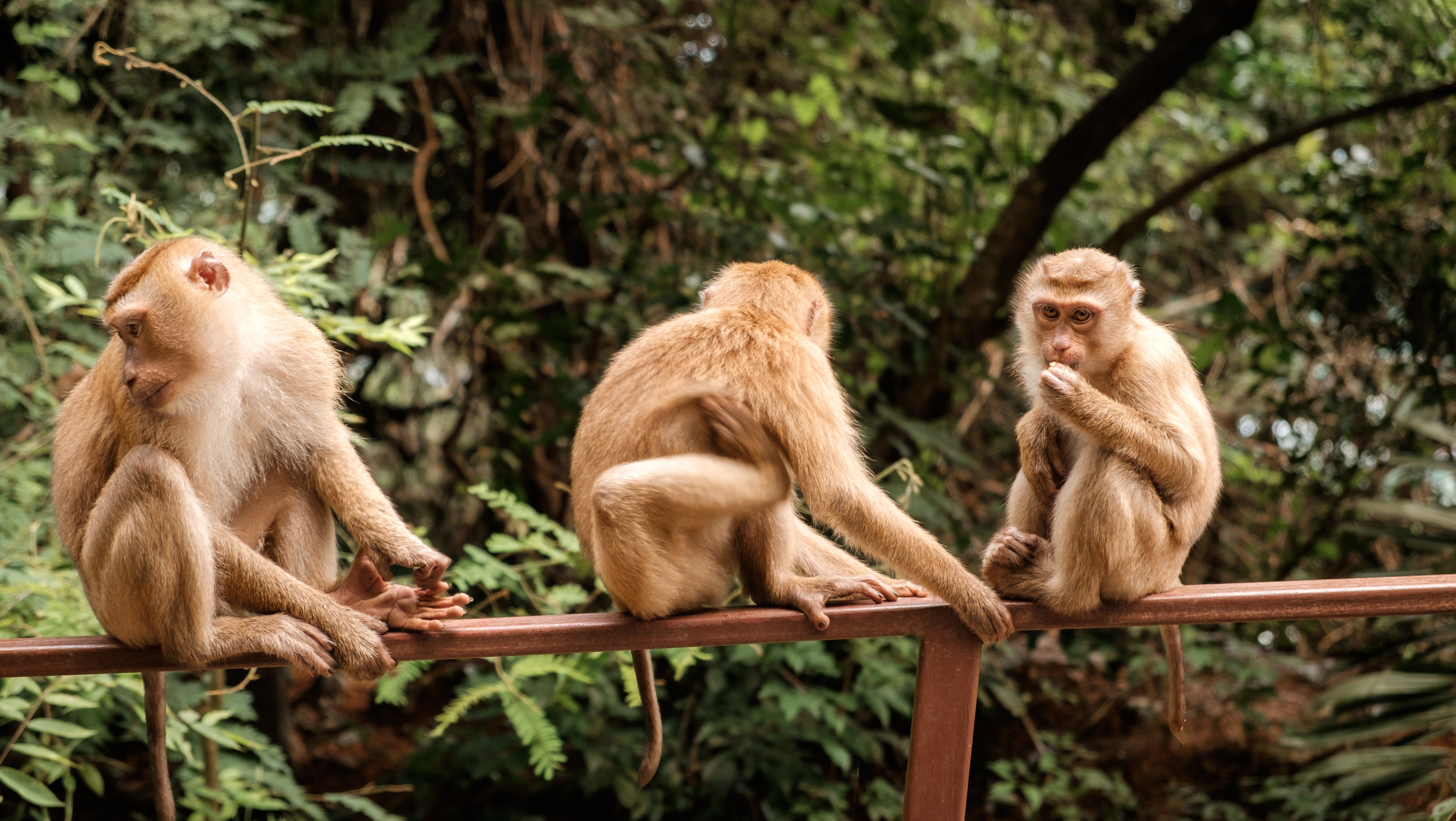 Three wild macaque monkeys sitting on the fence at Monkey's Hill at Phuket island, Thailand